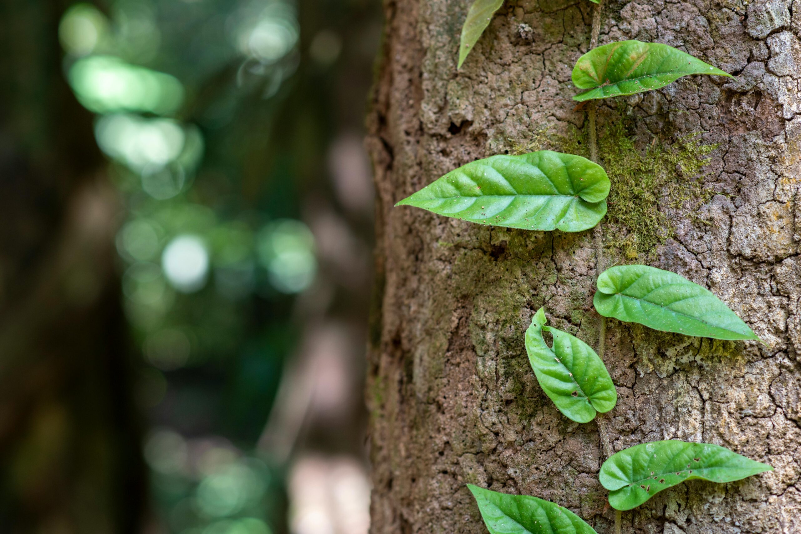 Enrichment of Ecosystems  & Life Conditions